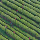 How to Manage Tea Gardens in Spring 2024