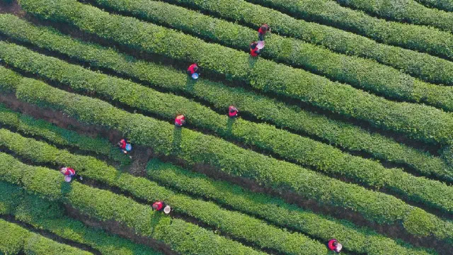 How to Manage Tea Gardens in Spring 2024