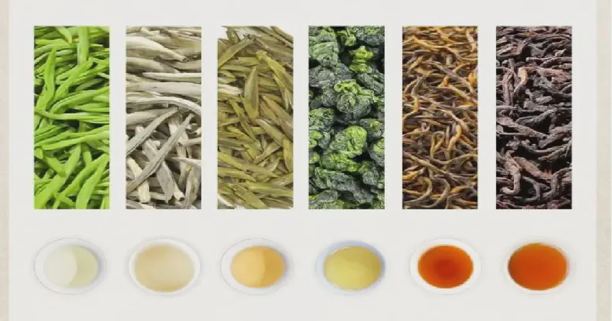 Exploring the Diverse Types of Tea